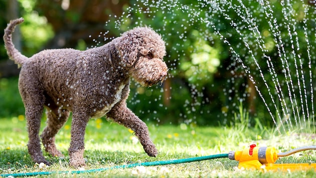Wasserspiele im Garten sollte man nun eher nicht machen.