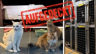 Endstation Wien nach hunderten Kilometern im Transporter: Die vermeintliche Rettung war ein gut ...