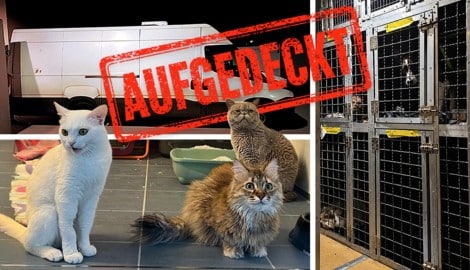 Endstation Wien nach hunderten Kilometern im Transporter: Die vermeintliche Rettung war ein gut ...