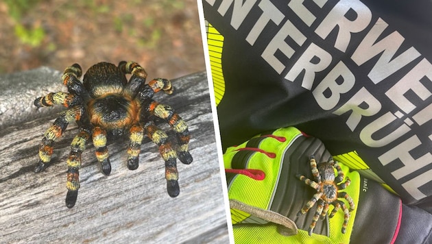 Eine vermeintliche Vogelspinne entpuppte sich als Plastikspielzeug.