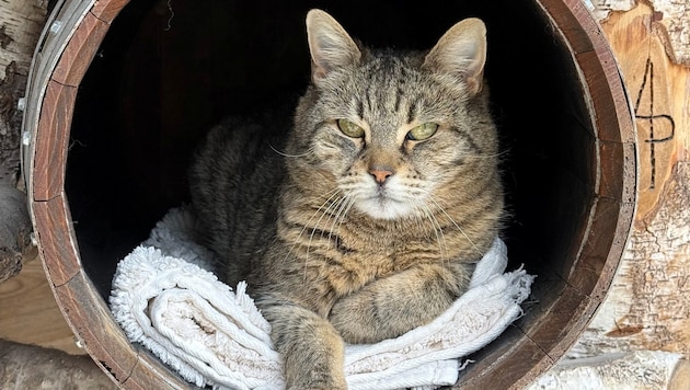 The sensitive lady cat Margret