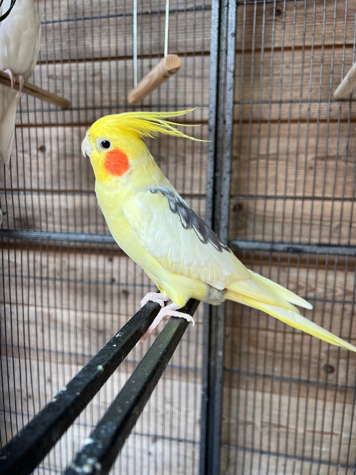 Cockatiel Charly.