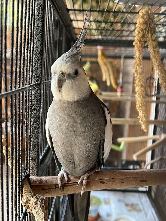 Cockatiel Lola