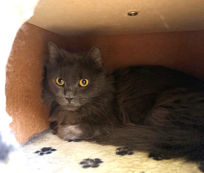 Male cat Shadow.