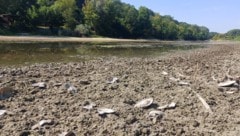 Das wenige verbliebene Wasser in den Donaualtarmen in Haslau-Maria Ellend erwärmt sich dieser ...