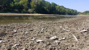 Das wenige verbliebene Wasser in den Donaualtarmen in Haslau-Maria Ellend erwärmt sich dieser ...