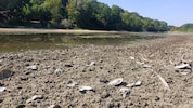 Das wenige verbliebene Wasser in den Donaualtarmen in Haslau-Maria Ellend erwärmt sich dieser ...
