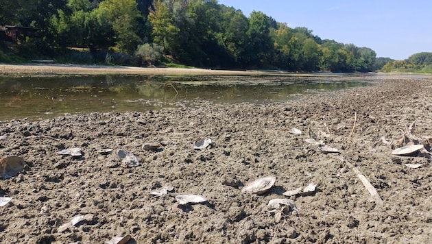 Das wenige verbliebene Wasser in den Donaualtarmen in Haslau-Maria Ellend erwärmt sich dieser ...