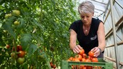 Die Tomatenernte in der Steiermark ist aktuell in vollem Gange.