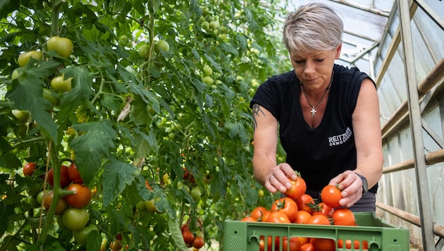 Die Tomatenernte in der Steiermark ist aktuell in vollem Gange.