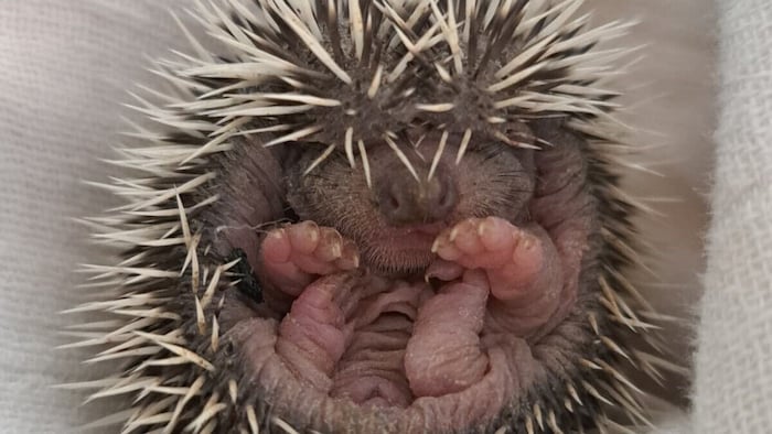 ...oder Igeln werden Tiere zur Auffangstation „Kleine Wildtiere in großer Not“ gebracht.