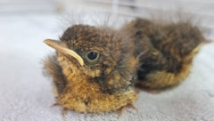 Besonders kleine Vögel sind derzeit oft Grund für Einsätze.