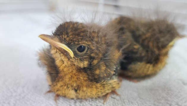 Besonders kleine Vögel sind derzeit oft Grund für Einsätze.