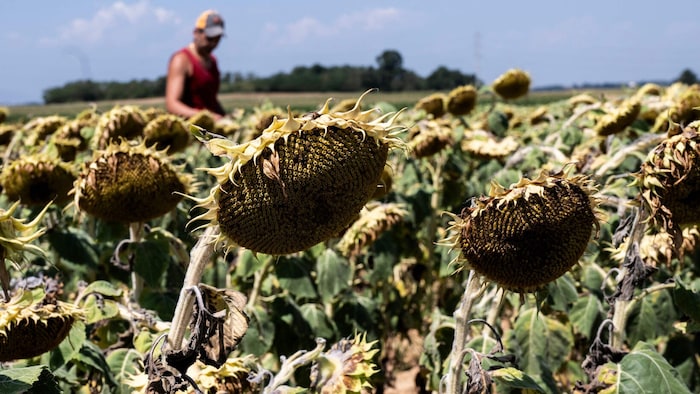 Italien kämpft derzeit in mehreren Regionen mit einer schweren Trockenheit.
