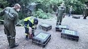 „Razzia“ im Hof: Mittels Fangnetzen wurde das Federvieh eingefangen und übersiedelt.