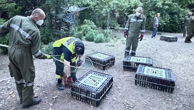 „Razzia“ im Hof: Mittels Fangnetzen wurde das Federvieh eingefangen und übersiedelt.