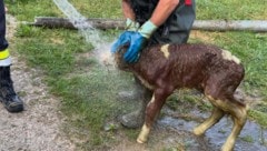 Das Kalb wurde nach der Rettungsaktion gründlich gereinigt.