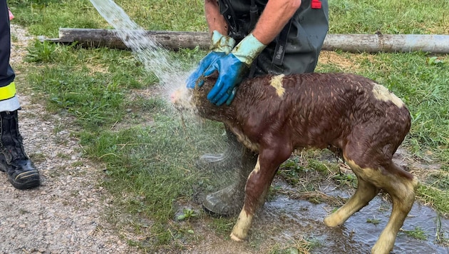 Das Kalb wurde nach der Rettungsaktion gründlich gereinigt.