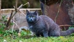 Freigänger müssen in Österreich kastriert werden.