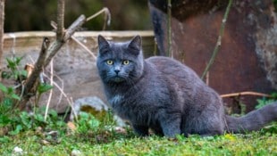 Freigänger müssen in Österreich kastriert werden.