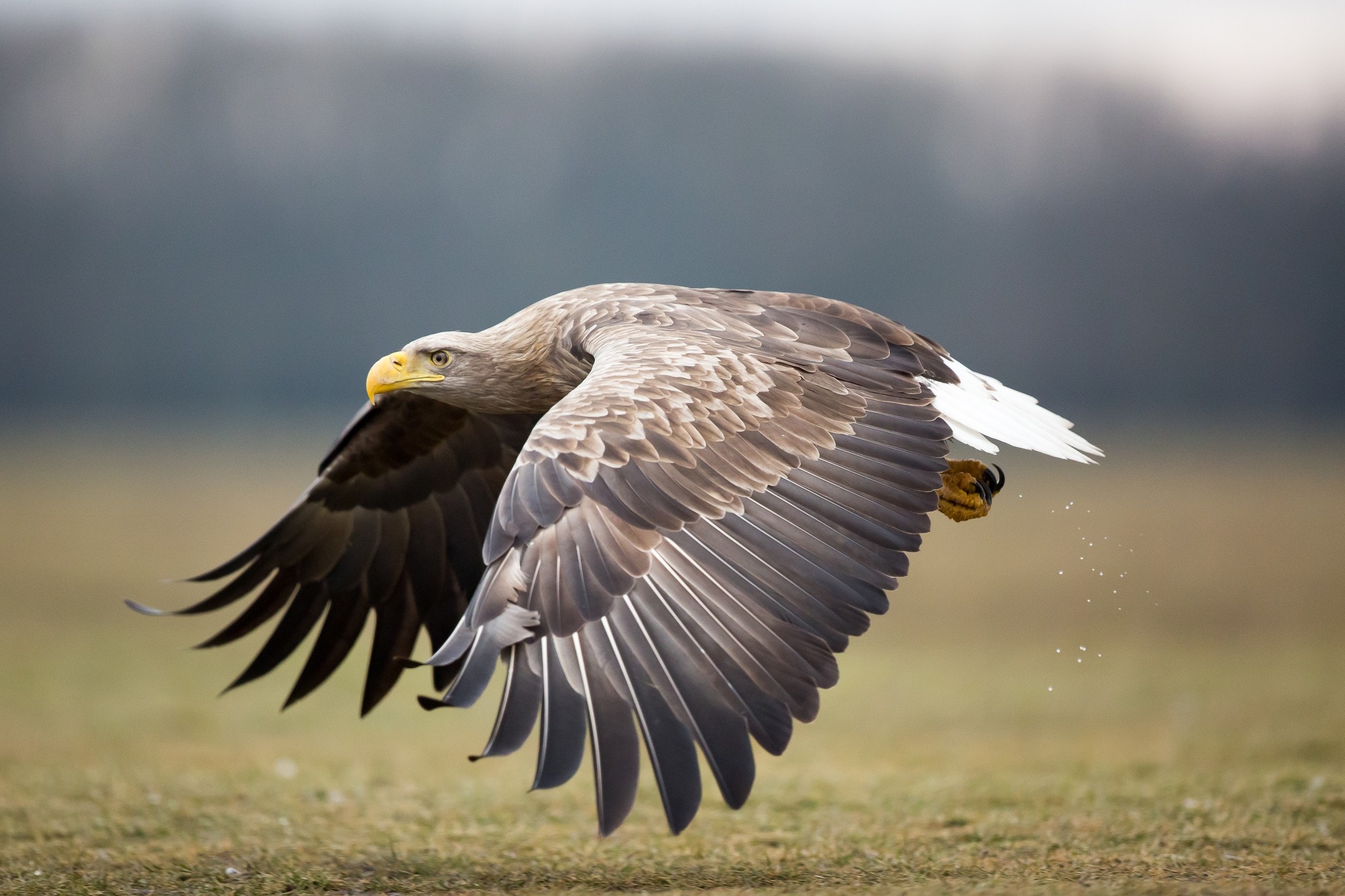 Seeadler