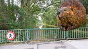 Derzeit arbeitet die Stadt an einem Konzept für nachhaltige Maßnahmen. Erst nach deren Umsetzung ...