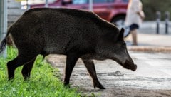 Das Wildschwein schaute zunächst in einer Pizzeria vorbei, dann wanderte es zur nächsten ...