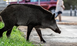 Das Wildschwein schaute zunächst in einer Pizzeria vorbei, dann wanderte es zur nächsten ...