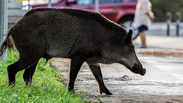 Das Wildschwein schaute zunächst in einer Pizzeria vorbei, dann wanderte es zur nächsten ...