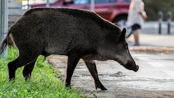 Das Wildschwein schaute zunächst in einer Pizzeria vorbei, dann wanderte es zur nächsten ...
