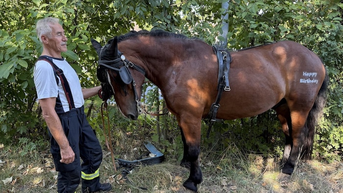 Das Pferd dürfte nach der Kollision mit dem Pkw in Panik geraten sein.