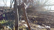 Das Unglück passierte bei Arbeiten in einem Waldstück (Symbolfoto).