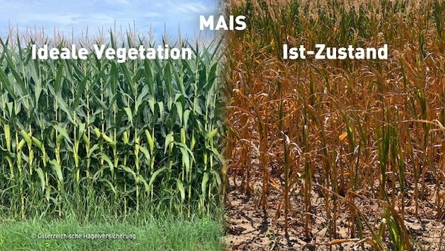In der österreichischen Landwirtschaft gibt es durch die anhaltende Dürre Rekordschäden zu ...