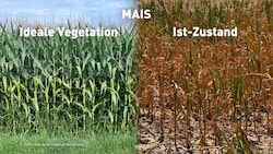 In der österreichischen Landwirtschaft gibt es durch die anhaltende Dürre Rekordschäden zu ...