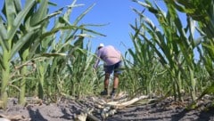 Die anhaltende Dürre verursacht in Österreichs Landwirtschaft Schäden in Milliardenhöhe.