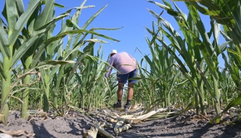 Die anhaltende Dürre verursacht in Österreichs Landwirtschaft Schäden in Milliardenhöhe.