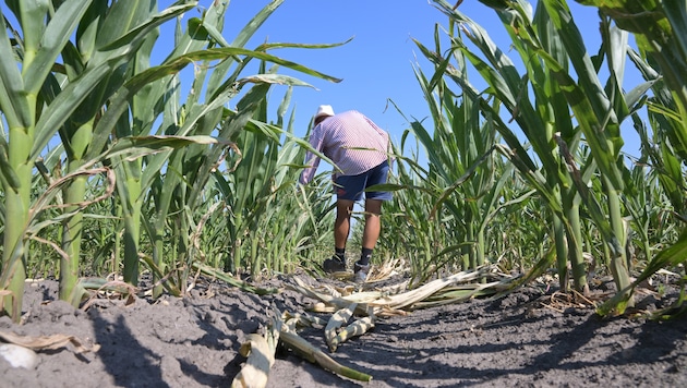 Die anhaltende Dürre verursacht in Österreichs Landwirtschaft Schäden in Milliardenhöhe.