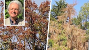 Tote, viel zu früh verfärbte Bäume: Der oberste Naturschützer Johannes Gepp steht vor einem ...