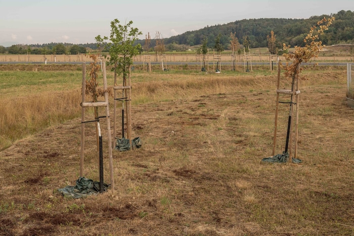 Viele der neu gepflanzten Bäume auf Ausgleichsflächen zur S7 sind vertrocknet