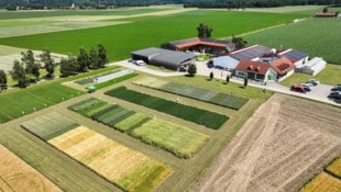 Saatbau Linz Die Saatbau Linz züchtet und produziert unter anderem Sojabohnen, wie am Standort in ...