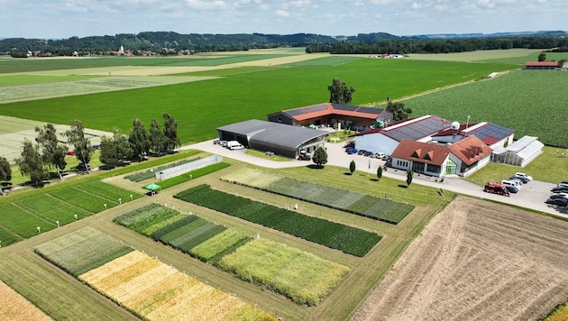 Die Saatbau Linz züchtet und produziert unter anderem Sojabohnen, wie am Standort in ...