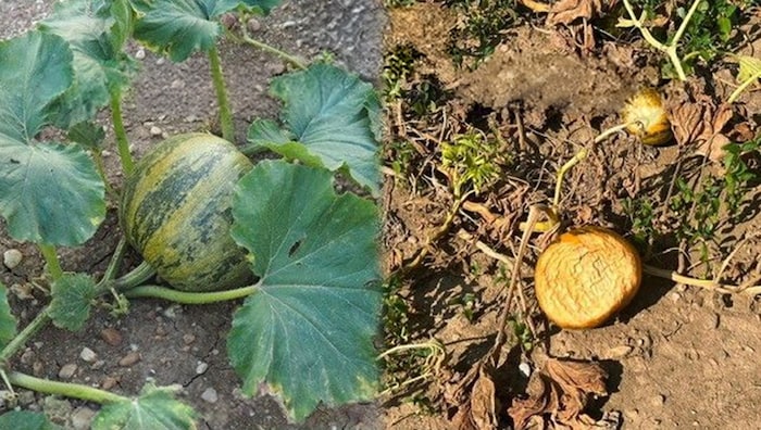 Beispiel Kürbis: Die Früchte sind verbrannt.