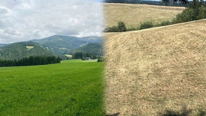 Beispiel Wiese: Statt saftig heuer verdorrt.