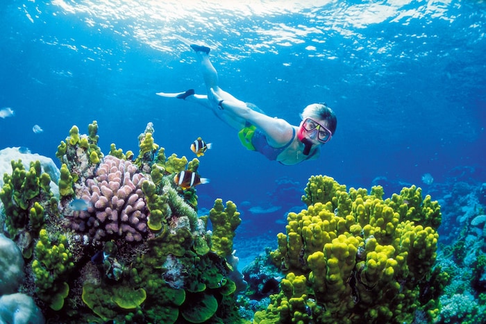 Eine Schnorchlerin am Great Barrier Reef – das Korallenriff hat schon mehrere große Bleichen ...