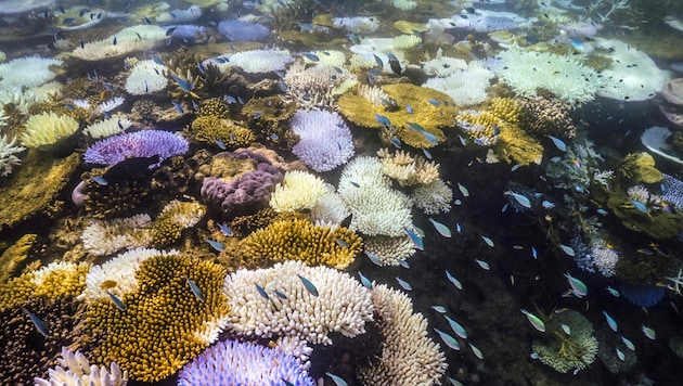 Ausgeblichene und tote Korallen am Great Barrier Reef – ein Sommermonsun brachte dem Ökosystem ...