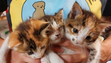 Das Trio wird jetzt aufgepäppelt.