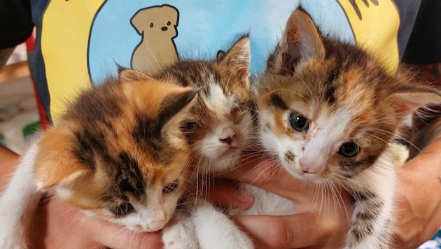 Das Trio wird jetzt aufgepäppelt.