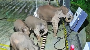 Die Elefantenherde griff die E-Auto-Ladesäulen an, nachdem deren Jungtier sich in den Kabel ...