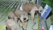 Die Elefantenherde griff die E-Auto-Ladesäulen an, nachdem deren Jungtier sich in den Kabel ...