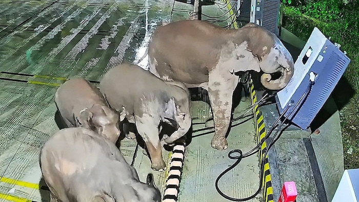 Die Elefantenherde griff die E-Auto-Ladesäulen an, nachdem deren Jungtier sich in den Kabel ...